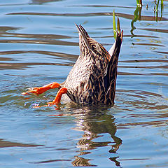 photo "Reflecton"