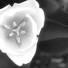 photo "infrared tulip"