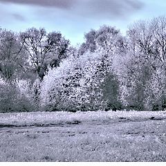 photo "the forest"