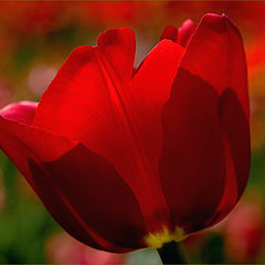 photo "A tulip"