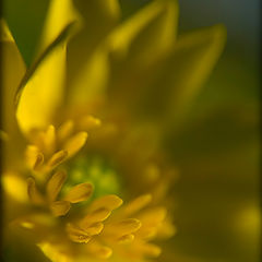 photo "Yellow"
