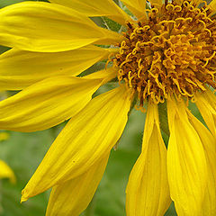 photo "Arrow Root Blossom"