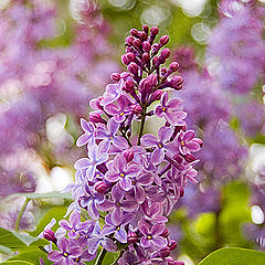 photo "The Branch of lilac"