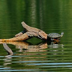 photo "A lone turtle"