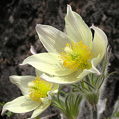 photo "Рasque flower"