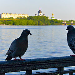 фото "Голубки"