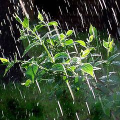 photo "Sunny rain"