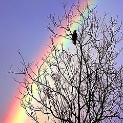 фото "Ворона и радуга."