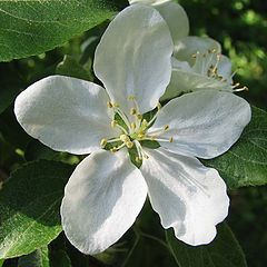 photo "Flower of an apple-tree"