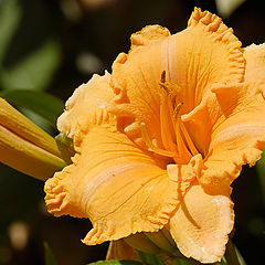 фото "Orange"