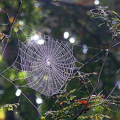 photo "spider's web"