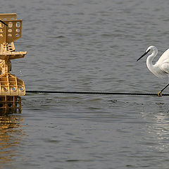 photo "21533 Tightrope-walker"