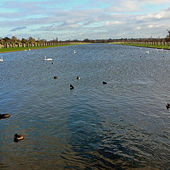 photo "Water Birds"