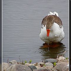 фото "Mudhen in the water"