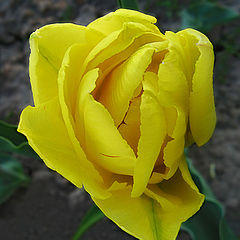 фото ""Texas Gold" for Alvarina"