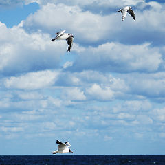 photo "...gliding towards..."