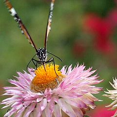 photo "Mission Nectar"