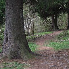 photo "The Old Forest"