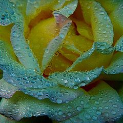 фото "rose after the rain"