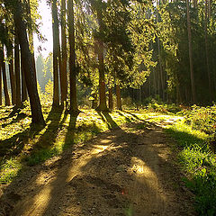 фото "Лесная дорога"