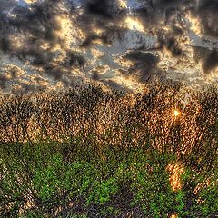 photo "sun trees"