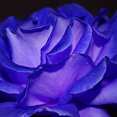 photo "Blacklight Rose"