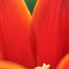 photo "В сердце цветка (тюльпан)"
