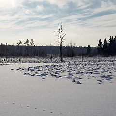 фото "Болото"