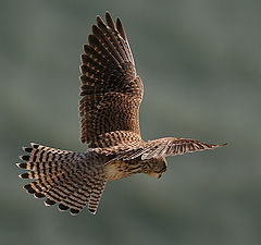 фото "Kestrel"