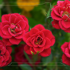 photo "Roses"