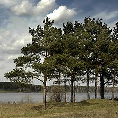 фото "про 10 сосен"