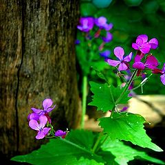 фото "Lunaria annua"