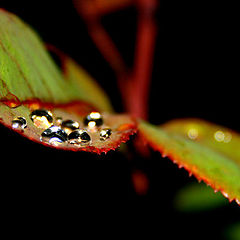 photo "Til The Last Teardrop"