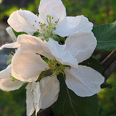 фото "Яблоневый цвет"