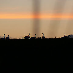 фото "Swans on a Hill"