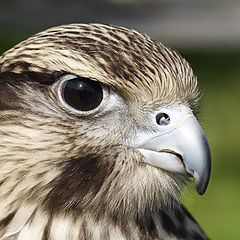 photo "Saker Falcon"