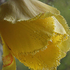 photo "The Yellow Tulip"