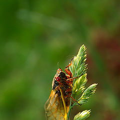 photo "Happy Birthday, cicada!"