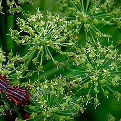 photo "sex and stripes"