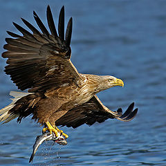 photo "Fresh Meal"