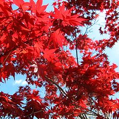 фото "Red Maple"