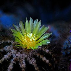 photo "cactus"