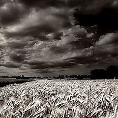 photo "fields of gold"