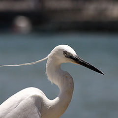 photo "Pirate of the Mediterrian"