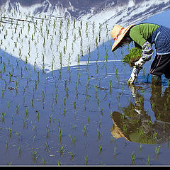 photo "Woman Planting Rice"