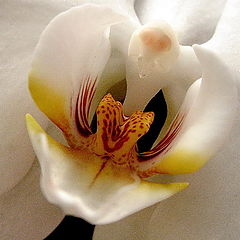 фото "orchideev zev"