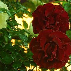 photo "ROSES"