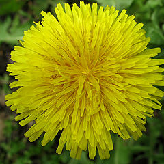 photo "solar flower"