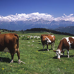 photo "Atom Heart Mothers..."