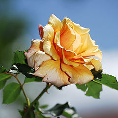 photo "Rose 2"